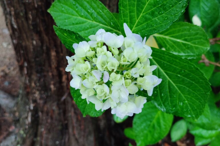 梅雨の堺東高校